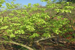 Commiphora caudata var. caudata